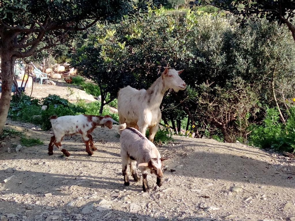 Keramos Hotel Zaros Bagian luar foto